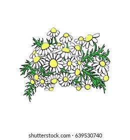 Vector Camomile Hand-drawing Flowers