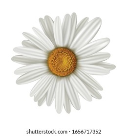 Ilustración de la manzanilla vectorial, aislada en fondo blanco.