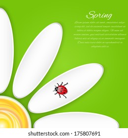 Vector Camomile and ladybird