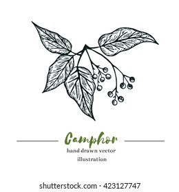 Vector camphor hand drawn illustration.Healing,cosmetics herb.Medical plant.Great for traditional medicine design.Botanical plant.Great design for natural and organic products.