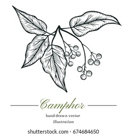 Vector camphor hand drawn illustration.Healing,cosmetics herb.Medical plant. Great for traditional medicine design.Botanical plant. Great design for natural and organic products.