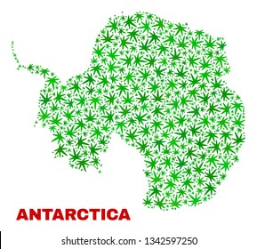 Vector cannabis Antarctica continent map mosaic. Concept with green weed leaves for weed legalize campaign. Vector Antarctica continent map is formed of weed leaves.