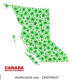 Vector cannabis British Columbia map collage. Template with green weed leaves for weed legalize campaign. Vector British Columbia map is created from weed leaves.