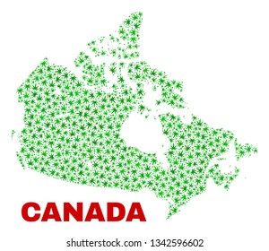 Vector cannabis Canada map mosaic. Template with green weed leaves for cannabis legalize campaign. Vector Canada map is constructed from cannabis leaves.