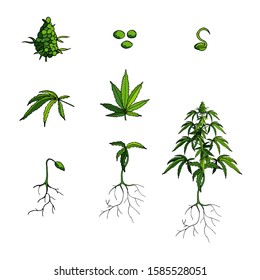 Vector Cannabis Icons Set Green Cannabis Stock Vector (Royalty Free ...