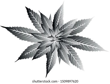 Vector cannabis leaves black and white background