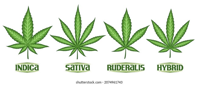 Vector Cannabis Leaves Set, Collection Of 4 Cut Out Illustrations Different Cannabis Symbols, Banner With Group Diverse Marijuana Leaf, Decorative Lettering For Medical Dispensary On White Background.