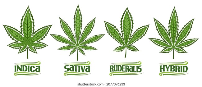 Vector Cannabis Leaves Set, Collection Of 4 Cut Out Illustrations Different Cannabis Concepts, Banner With Group Diverse Marijuana Leaf, Decorative Lettering For Medical Dispensary On White Background