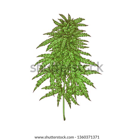 Vector cannabis plant sketch icon. Green hemp plant with leaves, ligalized smoking drug symbol, marijuana herb, can be used in medical design. Isolated illustration