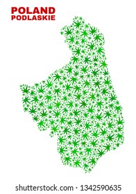 Vector cannabis Podlaskie Voivodeship map collage. Concept with green weed leaves for cannabis legalize campaign. Vector Podlaskie Voivodeship map is composed with weed leaves.