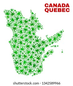 Vector cannabis Quebec Province map collage. Concept with green weed leaves for weed legalize campaign. Vector Quebec Province map is created with weed leaves.