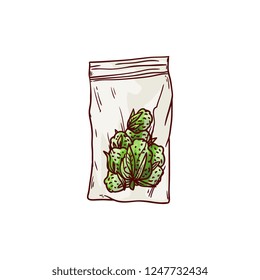 Vector cannabis ripe buds in package sketch icon. Green hemp plant, ligalized smoking drug symbol, marijuana herb, can be used in medical design. Isolated illustration