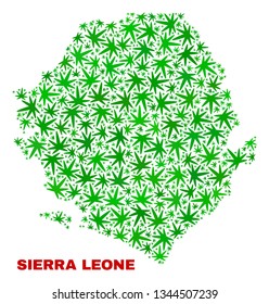 Vector cannabis Sierra Leone map mosaic. Concept with green weed leaves for cannabis legalize campaign. Vector Sierra Leone map is constructed of weed leaves.