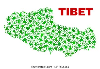 Vector cannabis Tibet map mosaic. Template with green weed leaves for cannabis legalize campaign. Vector Tibet map is organized of cannabis leaves.