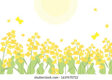 Vector canola flowers background illustration on white