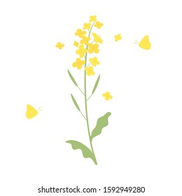 Vector canola flowers and butterfly  illustration on white