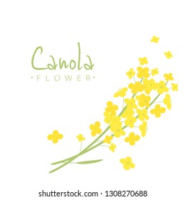 Vector canola flowers illustration