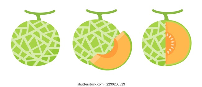 Vector cantaloupe. Juicy orange fleshy fruit. sliced ​​cantaloupe fruit