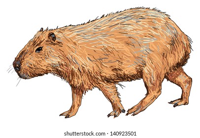 The vector of capybara