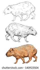 The vector of capybara