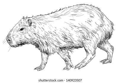 The vector of capybara