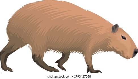 vector Capybara isolated on white background