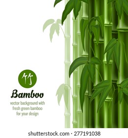 Vector card with bamboo on white background.