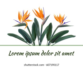 Vector card, banner with random text and Strelitzia Reginae green leaves and orange blossom on white. Bird of paradise, crane flower, tropic South Africa plant. Equatorial island flora, botanic design