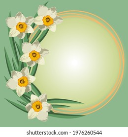 Vector card with a blank space for text, daffodil flowers with circles, on a green background