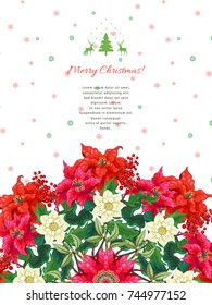 Vector card. Branches of Christmas star and hellebore flowers. Winter ornament and place for your text