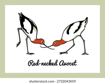Tarjeta de Vector con un par de dulces Avocets de cuello rojo dibujados a mano cruzando sus billetes. Hermosos Elementos de diseño de vida silvestre, dibujo a tinta.