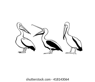 Vector card with cute pelicans made in black-and-white style. Sweet pelican characters, beautiful design elements.