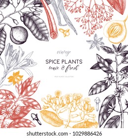 Vector card design with hand drawn spices. Decorative background with aromatic and tonic fruits plants sketch. Vintage kitchen template. Food ingredients.