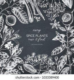 Vector card design with hand drawn spices. Decorative background with aromatic and tonic fruits plants sketch. Vintage kitchen template. Food ingredients.
