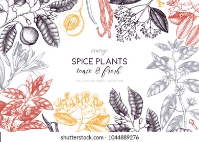 Vector card design with hand drawn spices. Decorative background with aromatic and tonic fruits plants sketch. Vintage kitchen template. Food ingredients.