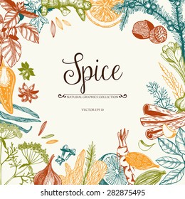 Vector card design with hand drawn spices and herbs. Decorative colorful background with vintage spice sketch.