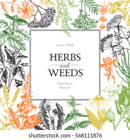 Vector card design with hand drawn herbs and weeds illustration. Decorative inking background with vintage plants sketch. Sketched floral template
