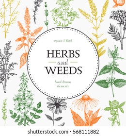 Vector card design with hand drawn herbs and weeds illustration. Decorative inking background with vintage plants sketch. Sketched floral template