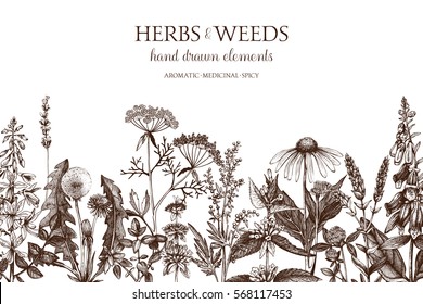 Vector card design with hand drawn herbs and weeds illustration. Decorative inking background with vintage plants sketch. Sketched floral template