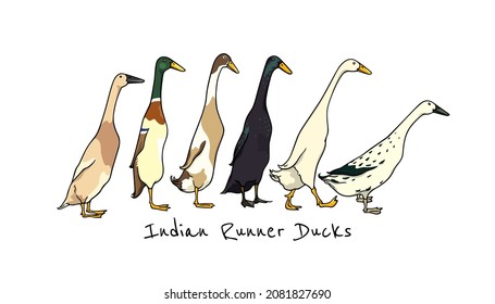Vector card with a flock of cute various Indian Runner ducks. Ink drawing, graphic style. Beautiful farm products design elements. svg