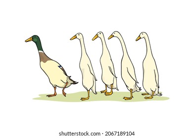 Vector card with a flock of hand drawn white Indian Runner ducks led by a Mallard one. Ink drawing, sweet illustration. Beautiful farm products design elements. svg