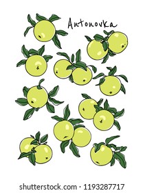 Vector card with hand drawn Antonovka apple twigs. Beautiful food design elements. Ink drawing