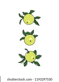 Vector card with hand drawn Antonovka apple twigs. Beautiful food design elements. Ink drawing