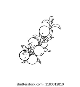 Vector card with hand drawn apple tree branch with apples. Beautiful food design elements. Ink drawing
