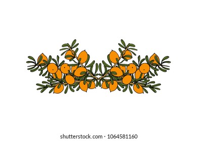 Vector card with hand drawn Argan tree laurel. Beautiful design elements, ink drawing, logo template