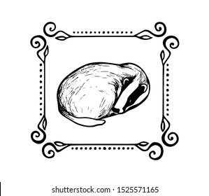 Vector card with hand drawn badger in vintage elegant frame made with ink. Perfect design elements, animal illustration