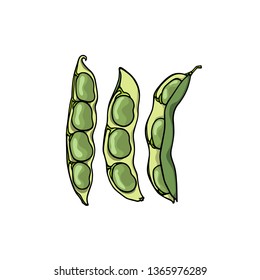Vector card with hand drawn bean pods. Beautiful food design elements, ink drawing