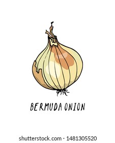 Vector card with hand drawn Bermuda onion bulb. Beautiful food design elements, ink drawing