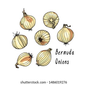 Vector card with hand drawn Bermuda onion bulbs. Beautiful food design elements, ink drawing