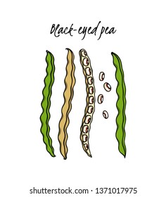 Vector card with hand drawn black-eyed pea pods. Beautiful food design elements, ink drawing